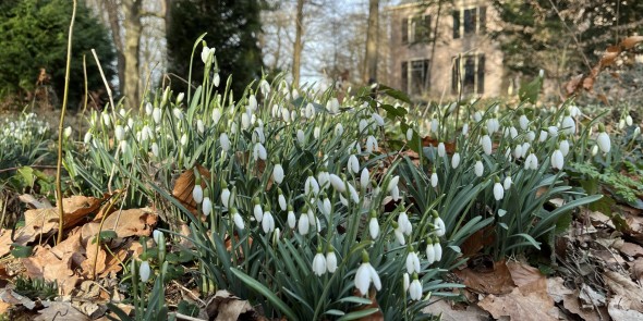 Sneeuwklokjes in park Kasteel Oud Poelgeest © Ernst Koningsveld.jpg