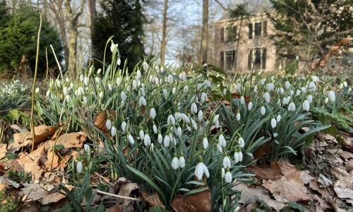 Sneeuwklokjes in park Kasteel Oud Poelgeest © Ernst Koningsveld.jpg