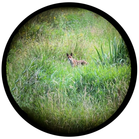 Vos bij het Naardermeer door verrekijker © Peter Kuipers Munneke