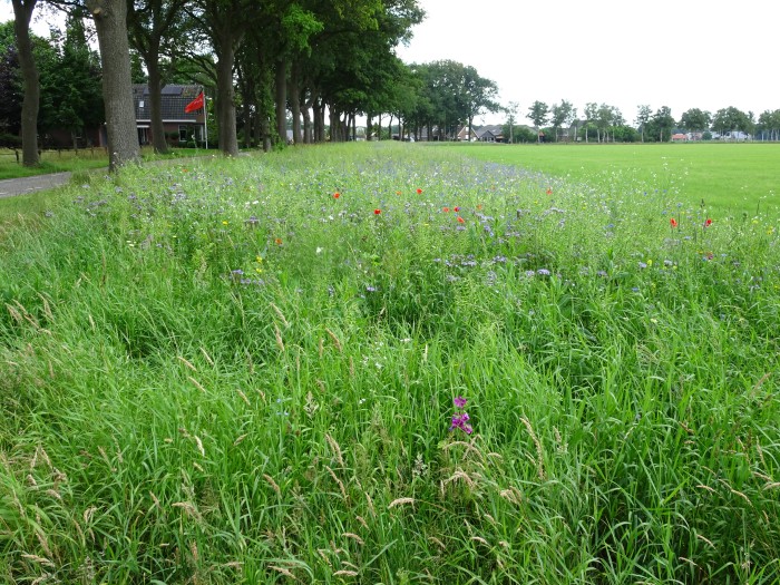 Hoogeveen bloemenstrook