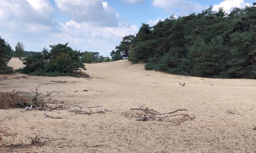 Wekeromse zand stuifzand.jpg