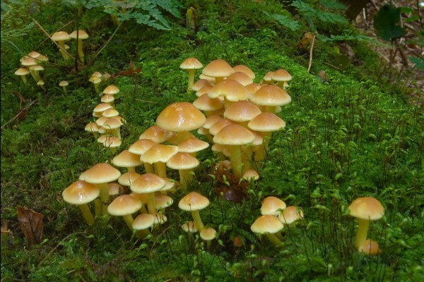 Zwavelkopjes