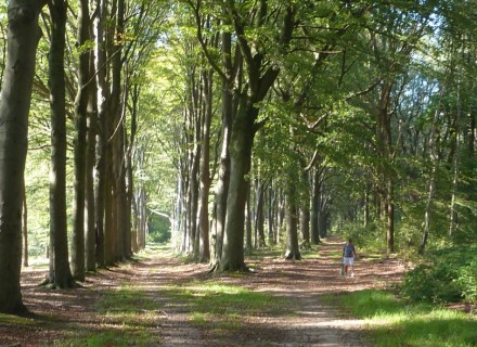 Beukendreef Lievensberg. Foto door Lea van Someren