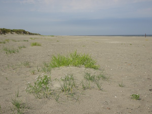 Strand Schiermonnikoog