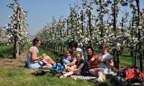 picnic tussen bloesem).JPG