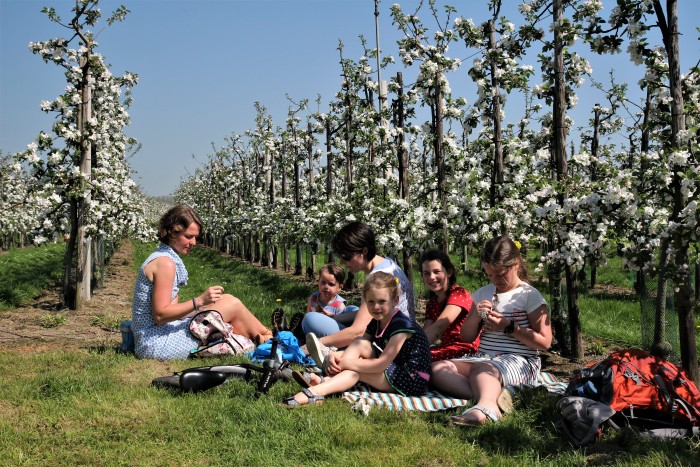picnic tussen bloesem)
