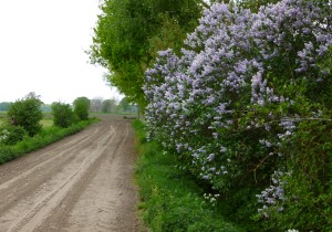 #rondjelopen_direct_vanuit_thuis_wandelen_Dré_Rennen.JPG