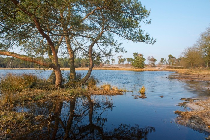 de-maasduinen