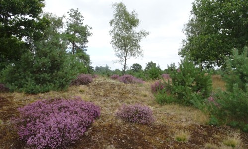 Drents-Friese Wold.JPG