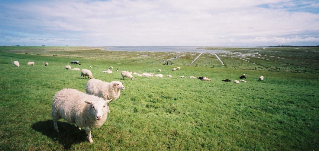 Schapen op dijk Oost-Borkum © Ad Snelderwaard