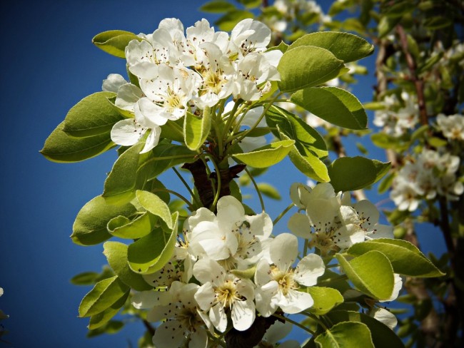 perenbloesem