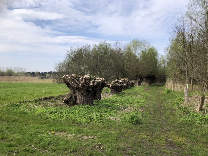 Dikste knotwilg Brabant