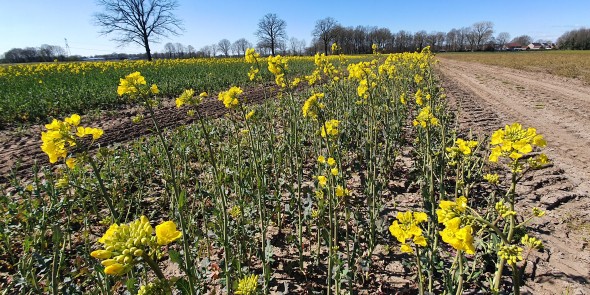 Bloemen in de lente.jpg