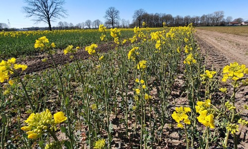 Bloemen in de lente.jpg