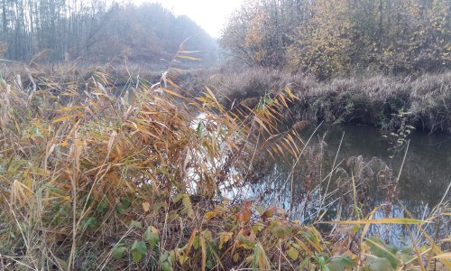 Bos Abelstok.jpg