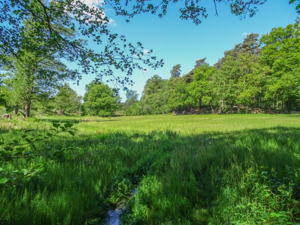 Graslandje bij de Springendalsebeek