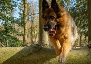 Sonja Velthuizen #rondjelopen met hond Senna.jpg