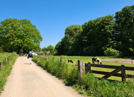 Wandelen in Montferland