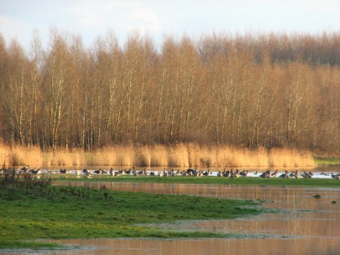 Horsterwold