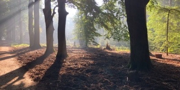 Ochtendzon in de herfst bos.jpeg
