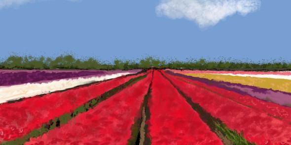 tulpenvelden.jpg