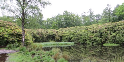 Zandenbos