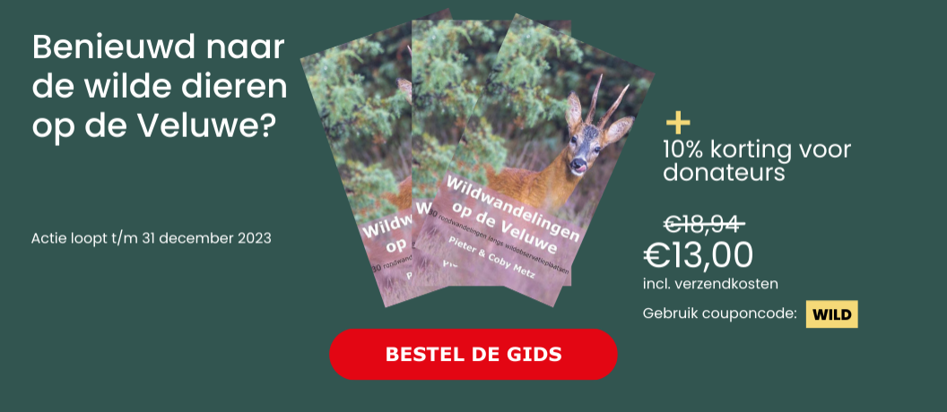 Actie gids wildwandelingen op de Veluwe