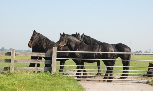 Friese paarden.JPG