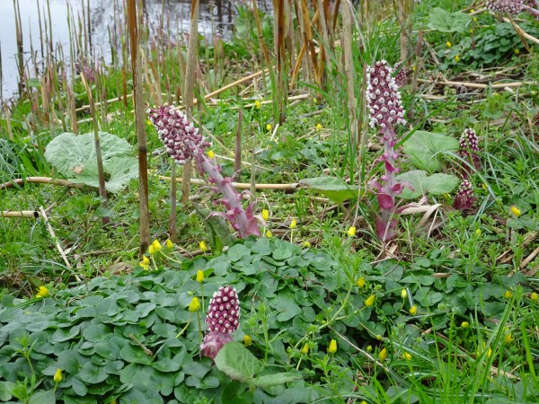 Groot hoefblad