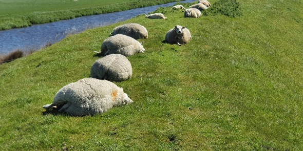 rondje-texel-1.jpg