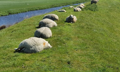 rondje-texel-1.jpg