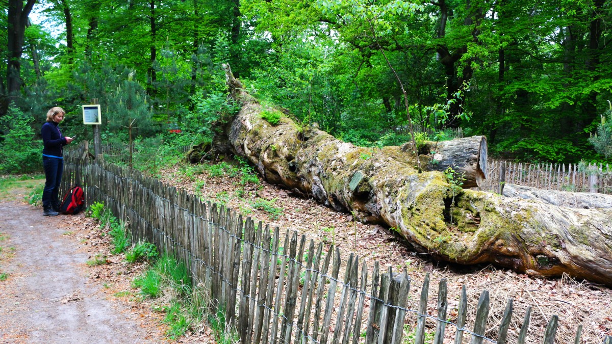 5x Wandelen Langs Bijzondere Bomen Wandelnet