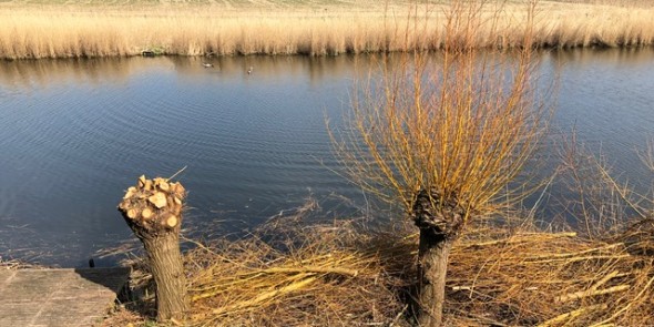 knotten van wilgen linge.jpg