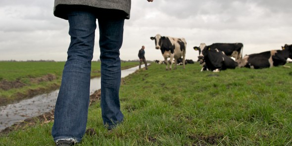 Close-up wandelen op boerenlandspaden © Wandelnet - Ad Snelderwaard.jpg