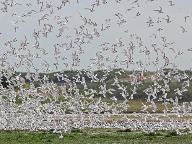 Waterdunen kolonie Grote Sterns © Het Zeeuwse Landschap