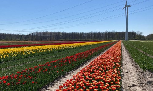 tulpenvelden bijgesneden.jpeg