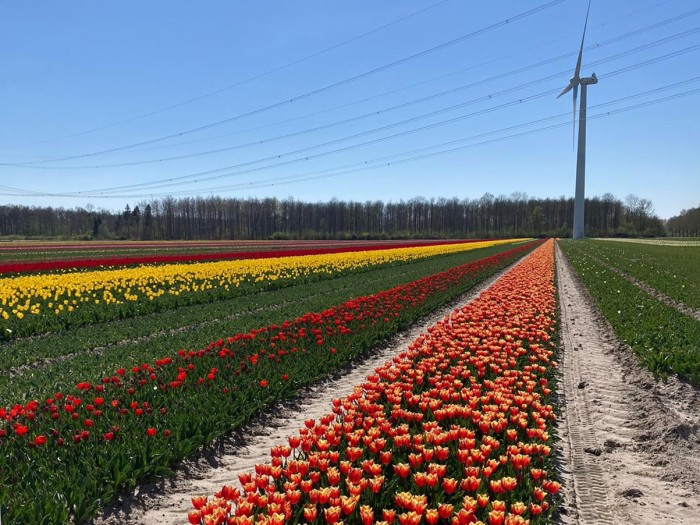 tulpenvelden bijgesneden