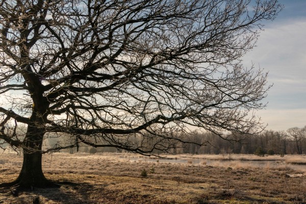 natuurommetje-schoonloo