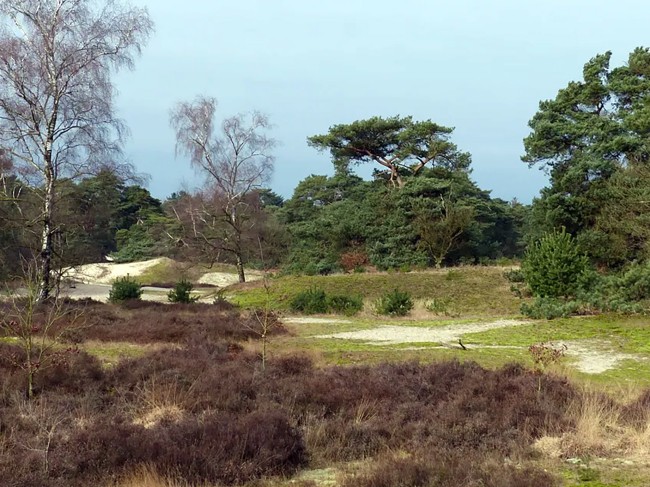 Beerzerveld © Landschap Overijssel