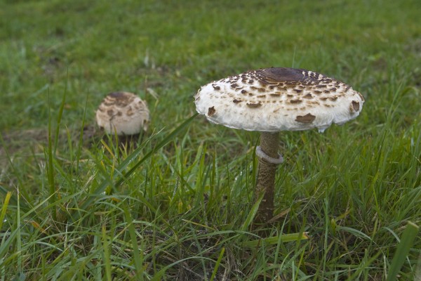 Parasolzwam
