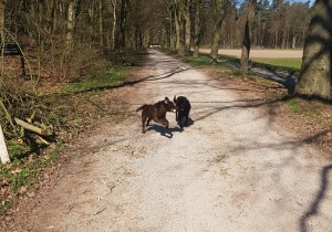 Rondjelopen met de hond Albert Melskens.jpg