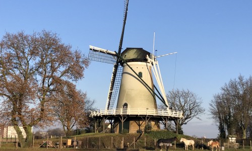 Molen de windhond.jpeg