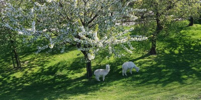 Betuwe
