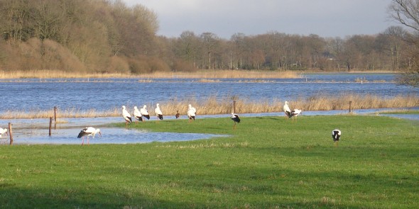 Ooievaars water natuur.JPG
