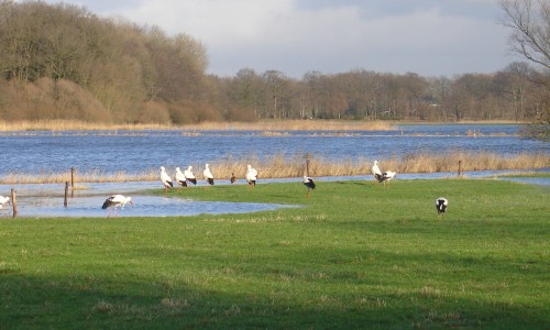 Ooievaars water natuur.JPG