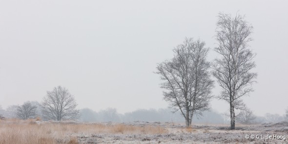 Winter op het Balloërveld.jpg