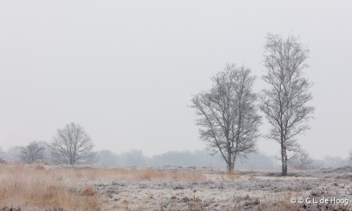 Winter op het Balloërveld.jpg