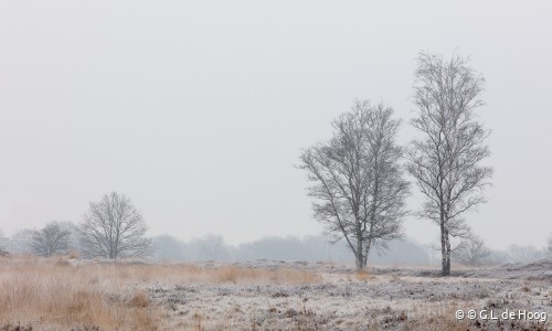 GdH_winter op het Balloerveld.jpg