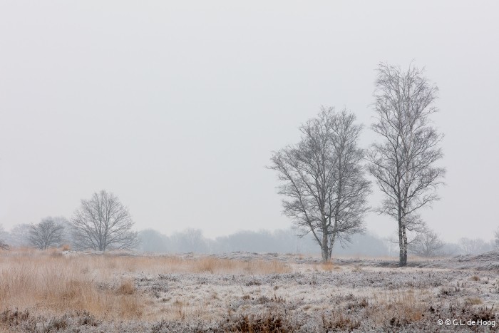 Winter op het Balloërveld