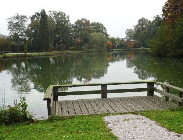 vijver Haren (rechtgezet)